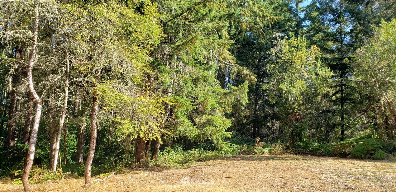17613 Rouse Road Southwest Longbranch, WA 98351 - Photo 4 of 38 a view of a large tree