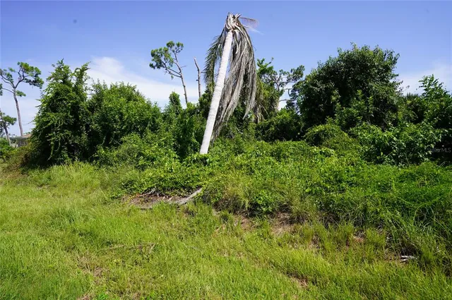a view of a garden with a plant