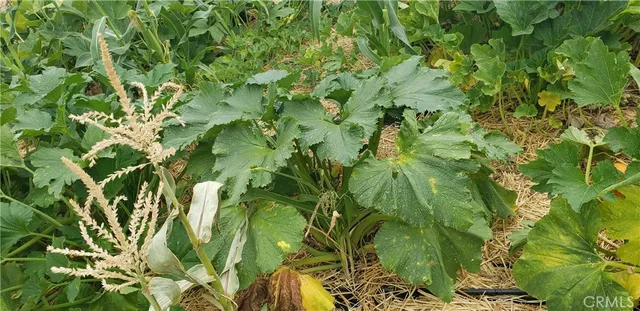 $359,000 | 57745 Bailey Road, Anza, CA 92539