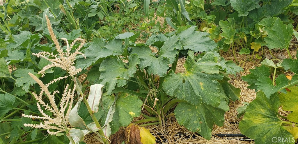 57745 Bailey Road Anza, CA 92539 - Photo 47 of 74