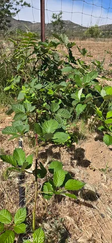 $359,000 | 57745 Bailey Road, Anza, CA 92539