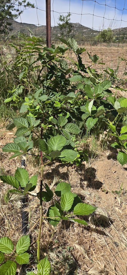 57745 Bailey Road Anza, CA 92539 - Photo 48 of 74