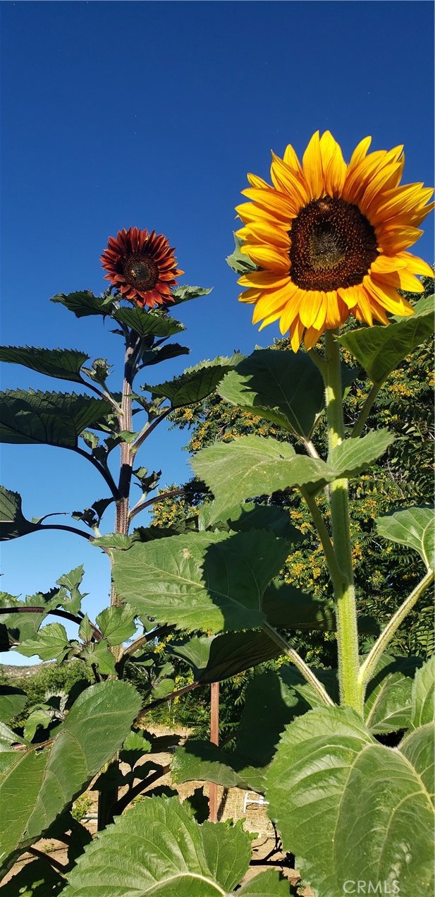 57745 Bailey Road Anza, CA 92539 - Photo 51 of 74