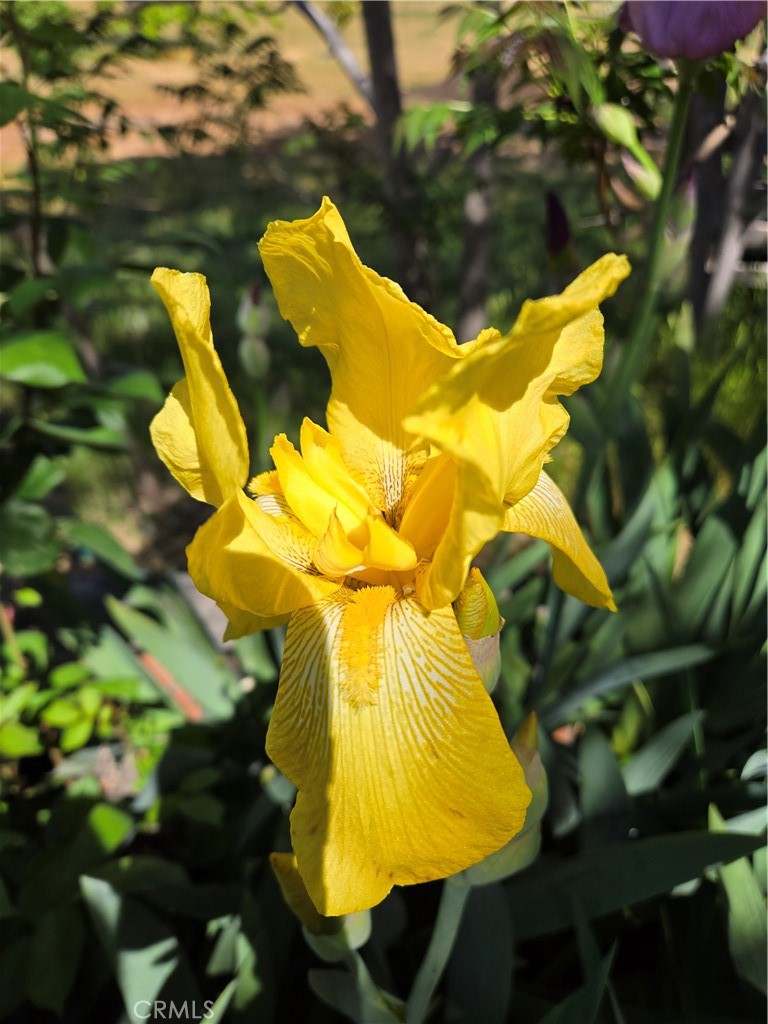 57745 Bailey Road Anza, CA 92539 - Photo 53 of 74