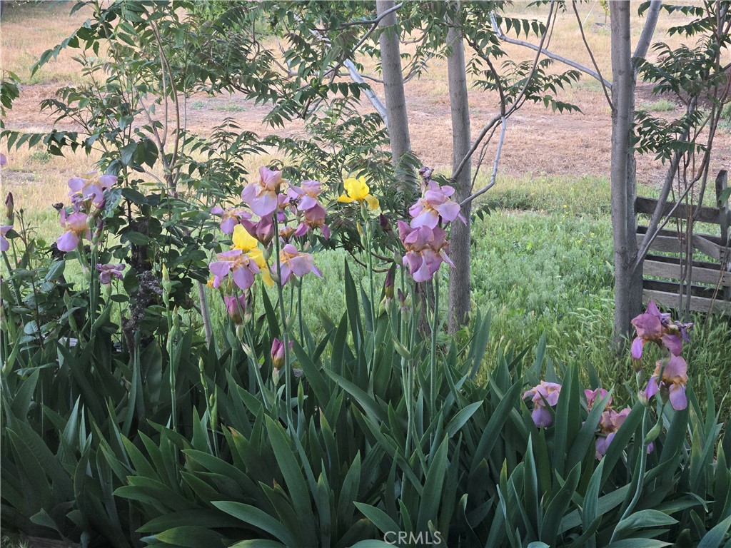 57745 Bailey Road Anza, CA 92539 - Photo 54 of 74