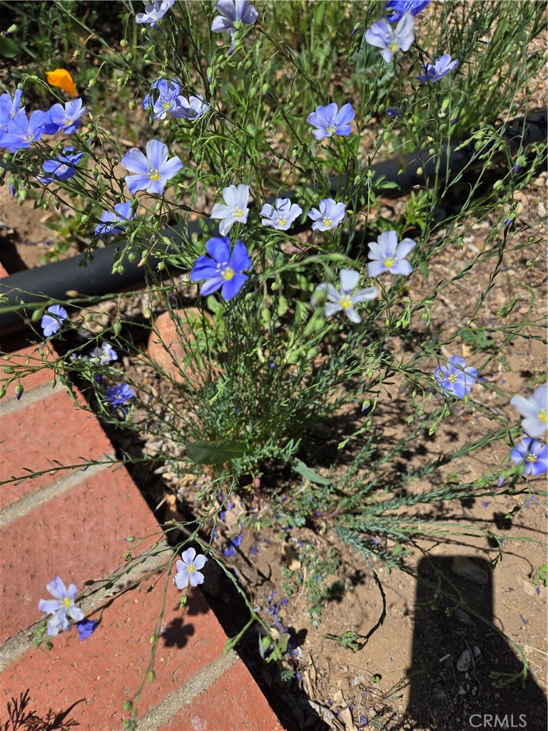 57745 Bailey Road Anza, CA 92539 - Photo 55 of 74