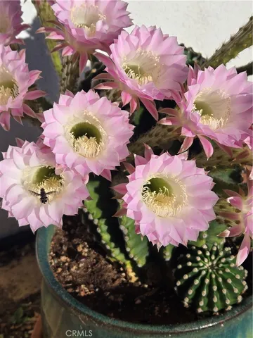 $359,000 | 57745 Bailey Road, Anza, CA 92539