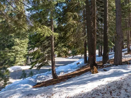 a view of a tree with yard