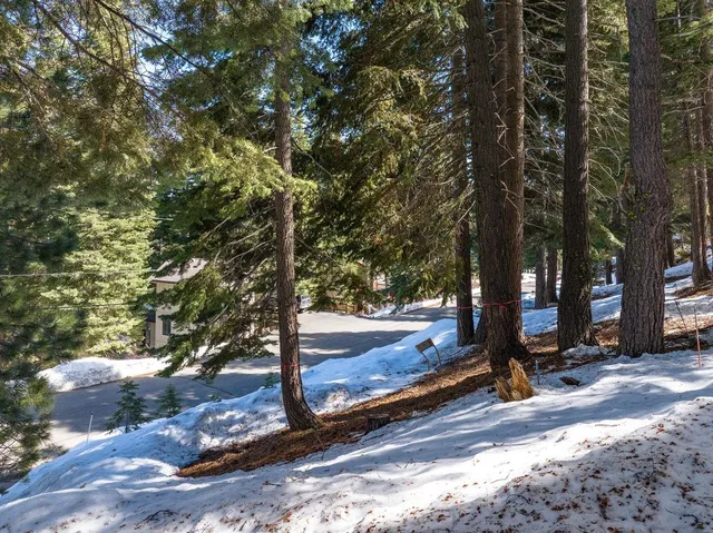a view of a tree with yard