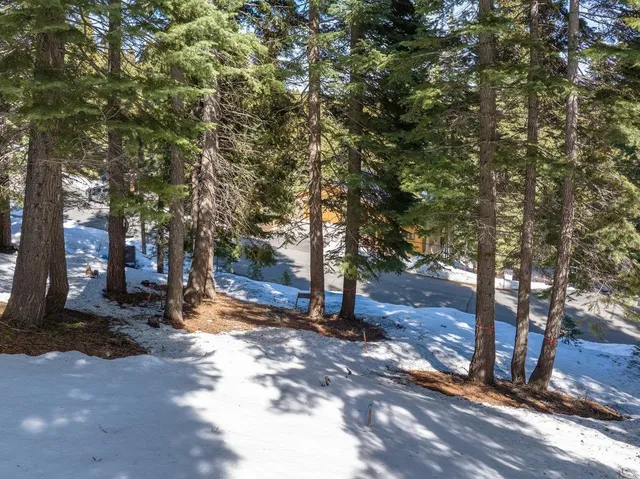a view of a yard with plants and trees