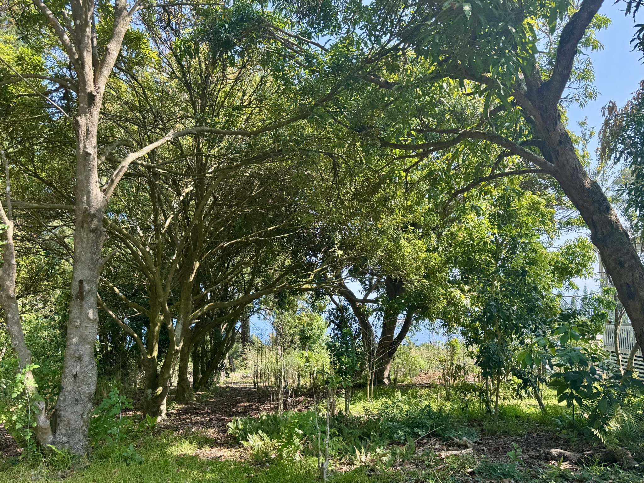 44-2609 Kalopa Mauka Road Honokaa, HI 96727 - Photo 29 of 29