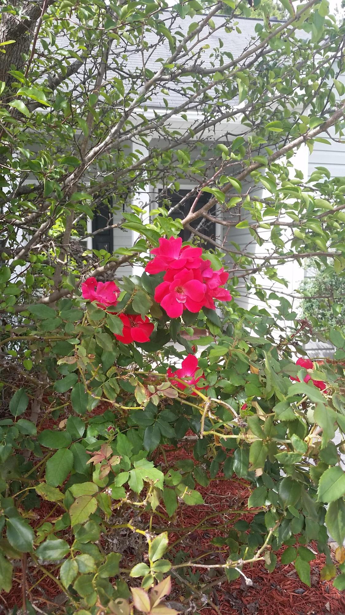 2774 August Road Johns Island, SC 29455 - Photo 3 of 32 20170429_160834