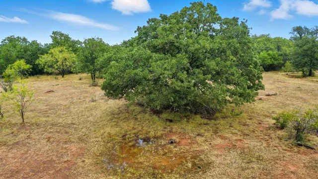 a view of a yard with plants and trees