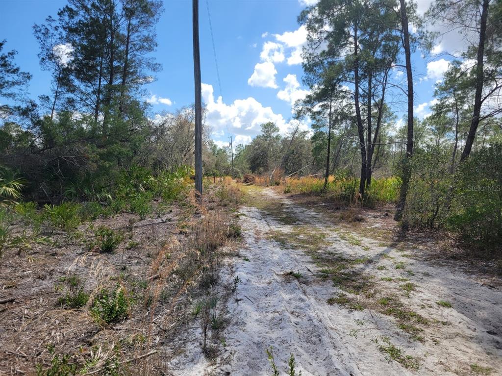 Tennessee Street Paisley, FL 32767 - Photo 5 of 6 a backyard of a house with lots of green space
