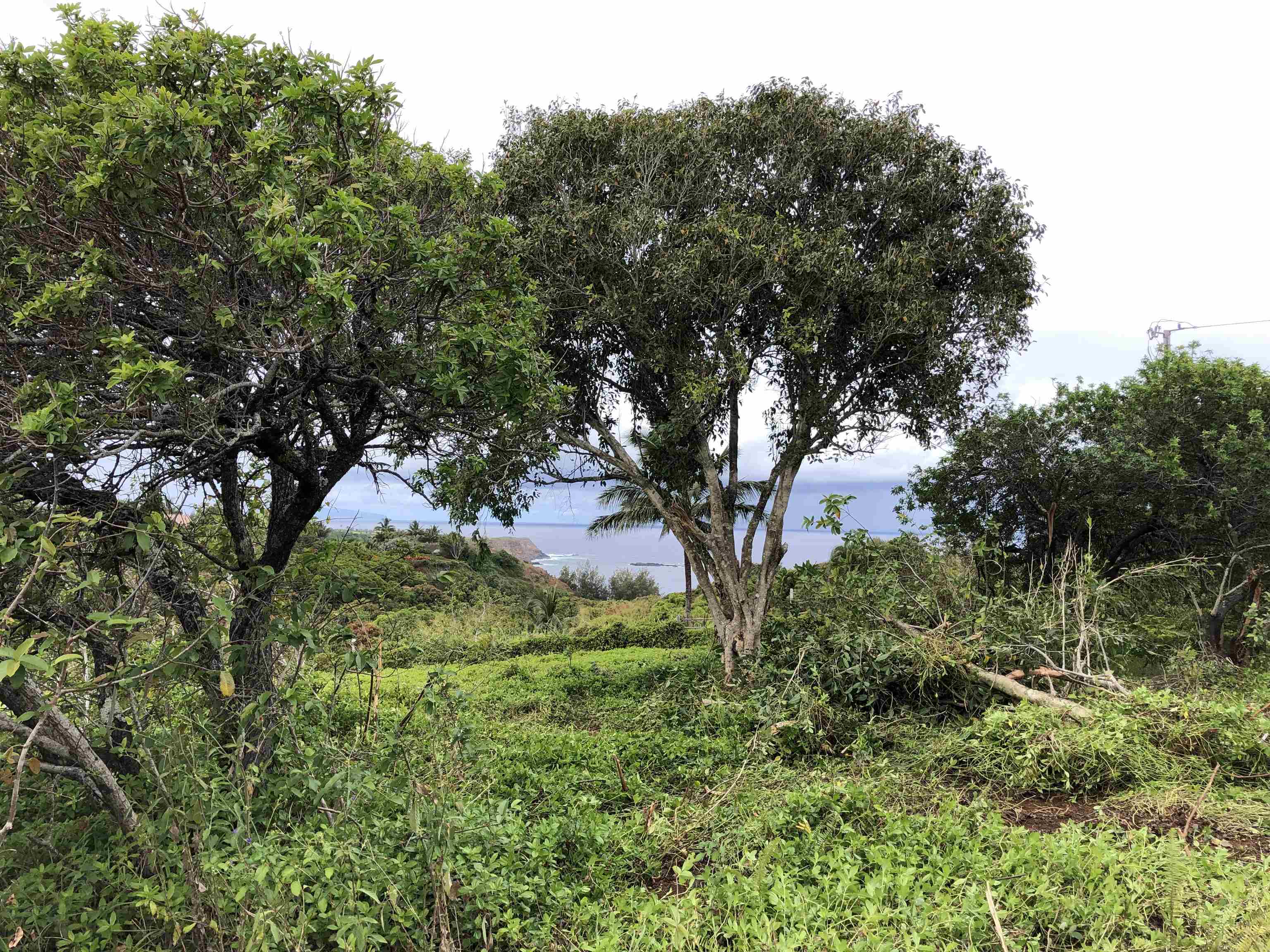 0 Haumana Road, Unit A Haiku, HI 96708 - Photo 3 of 24 a view of mountain view with green space
