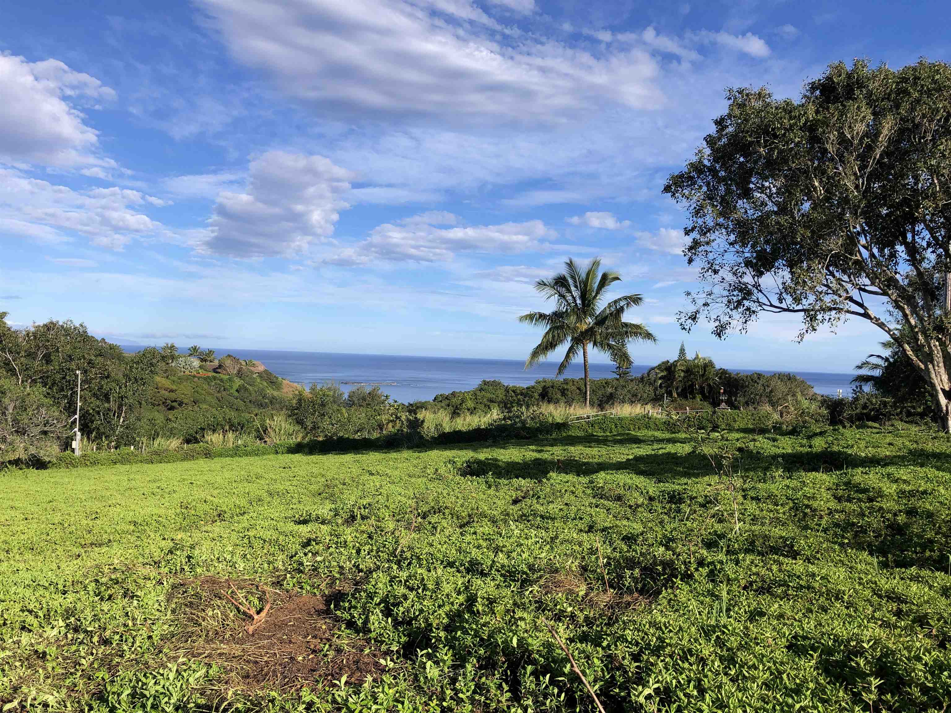 0 Haumana Road, Unit A Haiku, HI 96708 - Photo 5 of 24 a view of a garden with a tree in a park