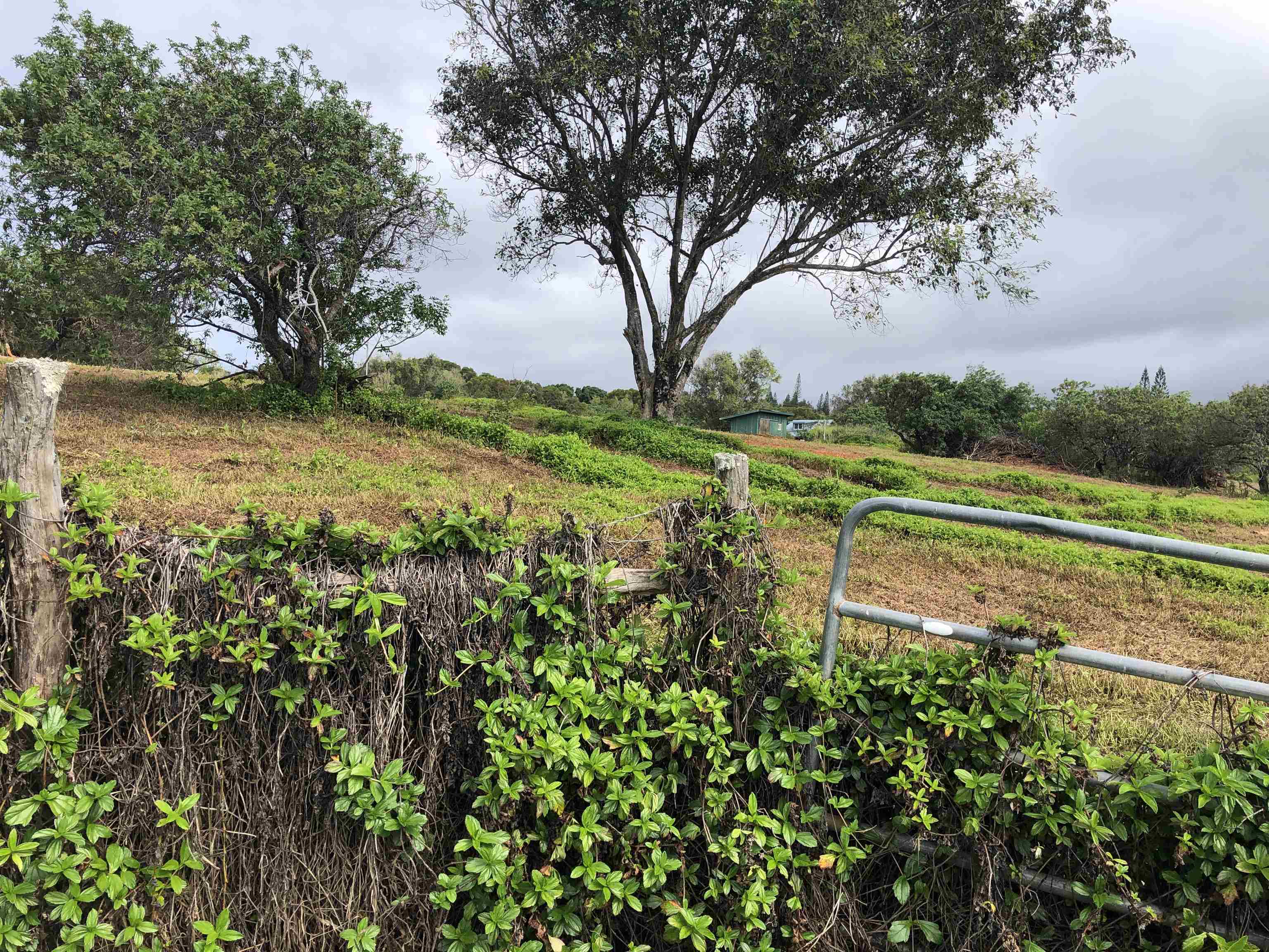 0 Haumana Road, Unit A Haiku, HI 96708 - Photo 6 of 24 a view of a lake with a house in the background