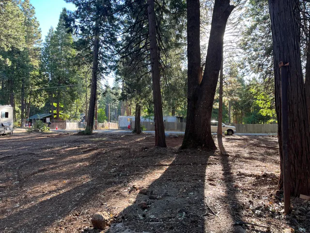 a view of a tree in the garden