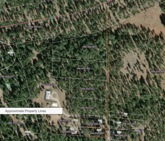 a picture of a tree in a city