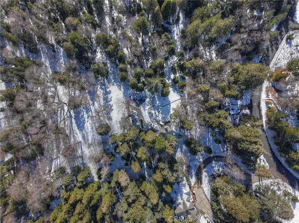 a view of a forest with a tree