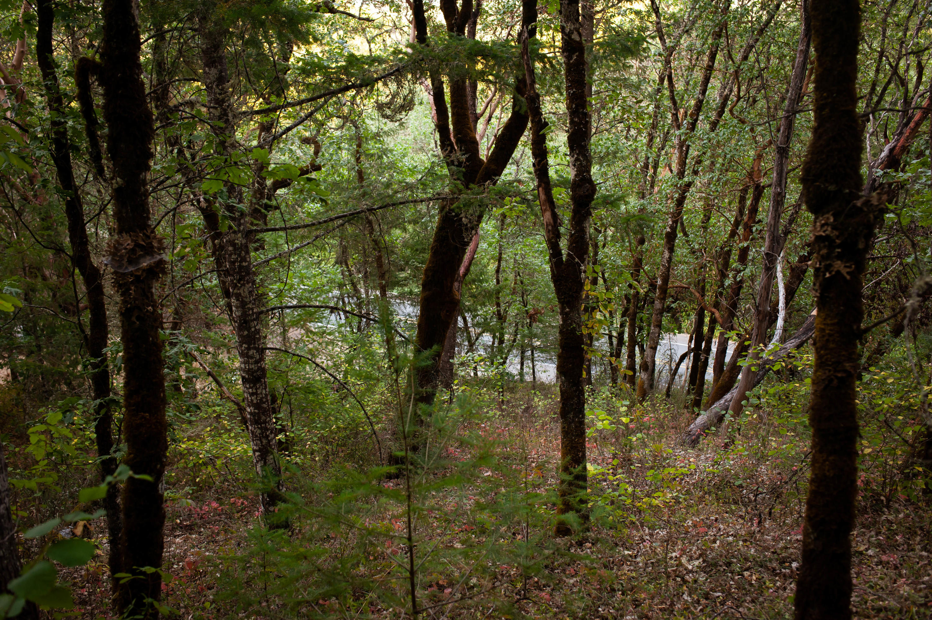 0 Upper River Road Grants Pass, OR 97526 - Photo 24 of 34 HamblinProperty-15