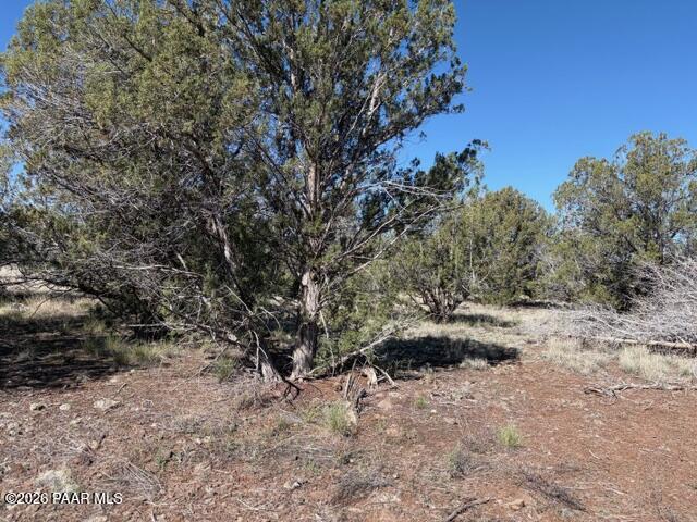 4176 Double A Ranch Road Williams, AZ 86046 - Photo 3 of 17 a view of a dry yard with trees