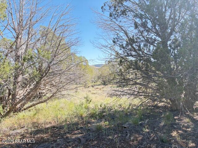 4176 Double A Ranch Road Williams, AZ 86046 - Photo 6 of 17 a view of a yard with large trees