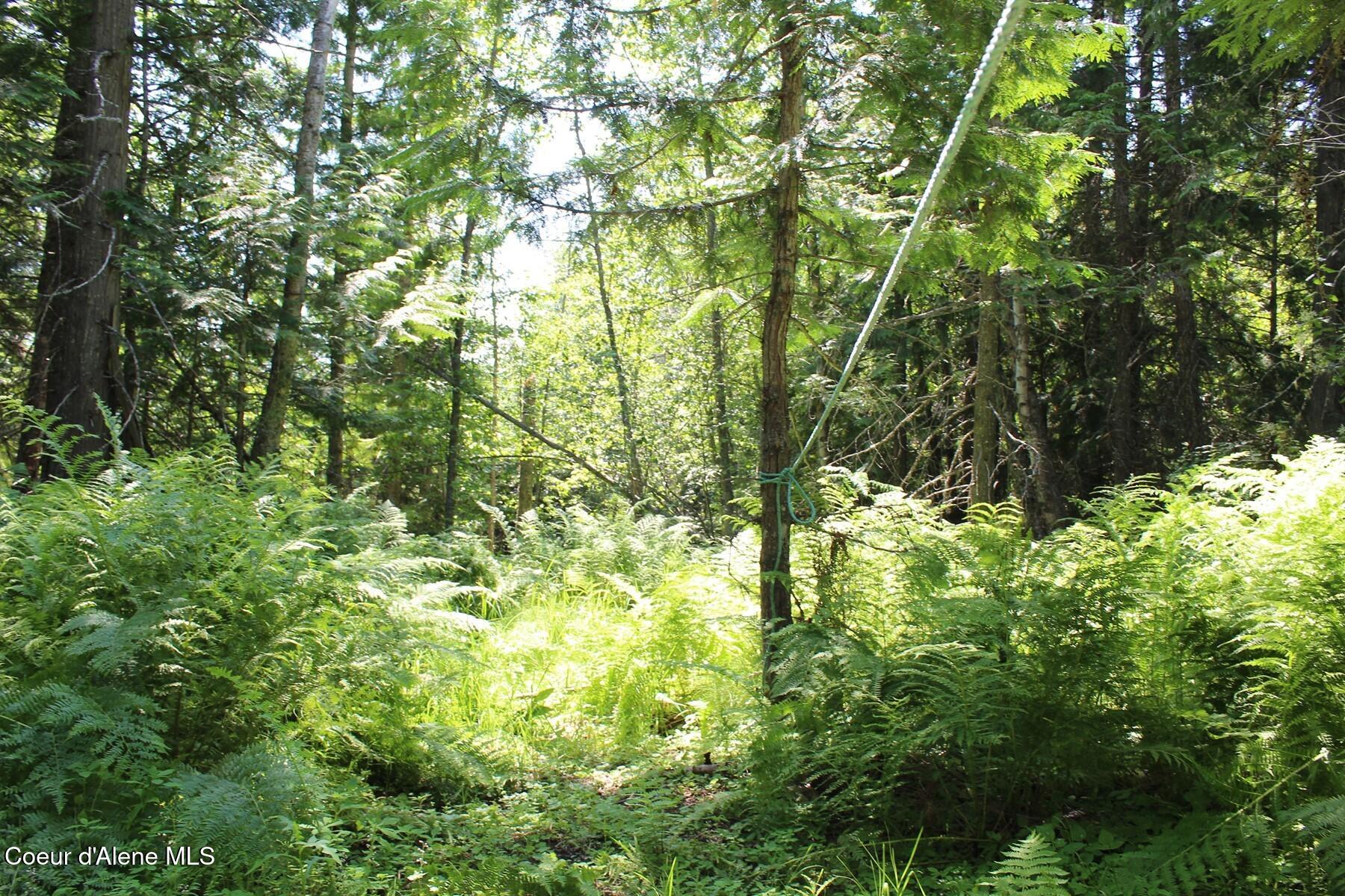 788 Gold Cup Mountain Road Laclede, ID 83841 - Photo 38 of 64 Western Forest