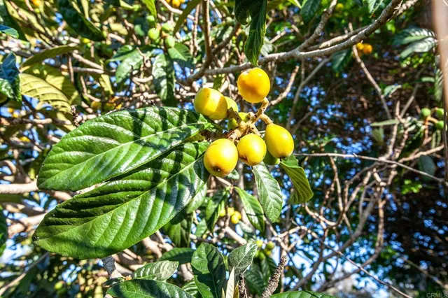 a view of a yard with plants