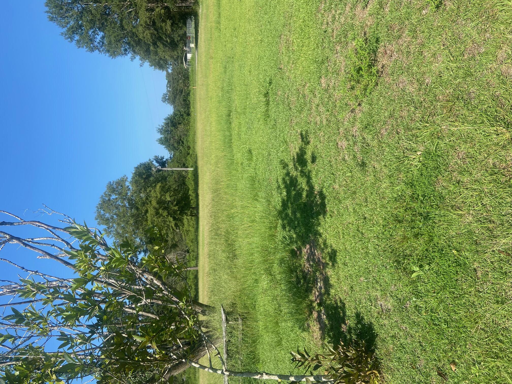0 Spring Plains Road Cross, SC 29436 - Photo 3 of 3 image0 (14)