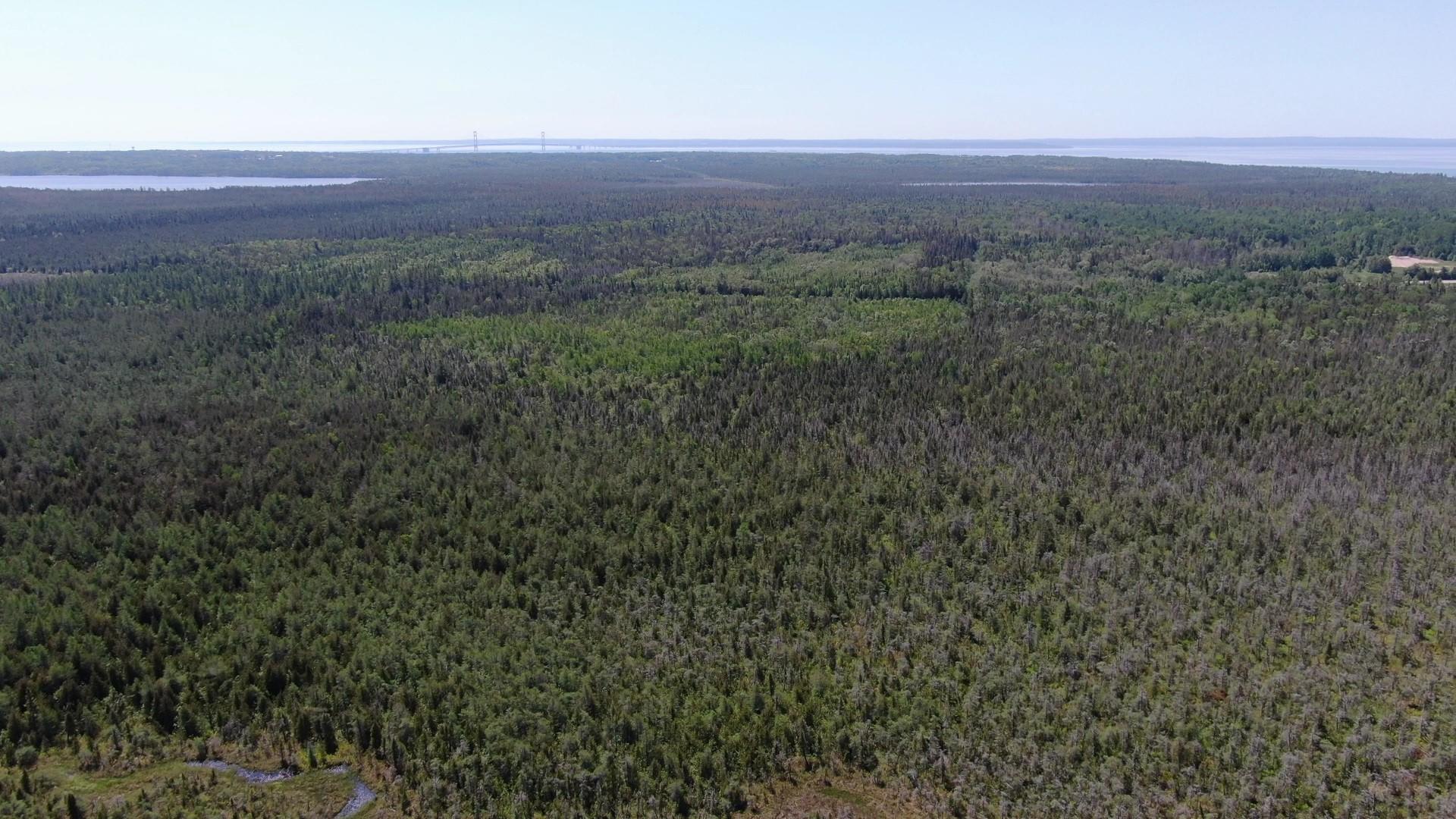40-ac Cheeseman Road St. Ignace, MI 49781 - Photo 13 of 17 Cheeseman Rd. 40 acres (7)