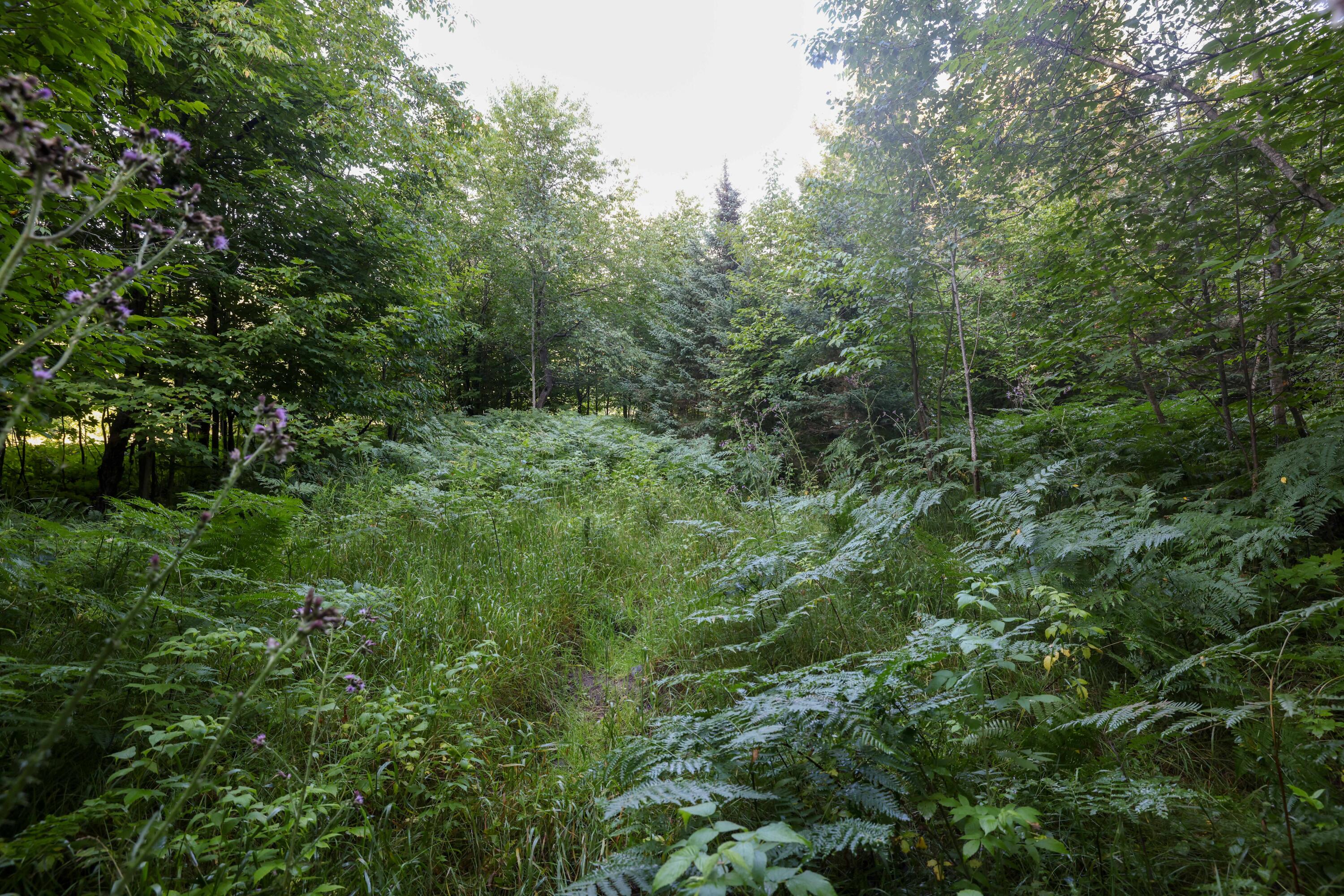 0 Ford Lake Road Germfask, MI 49836 - Photo 6 of 49 Gallery Image 6