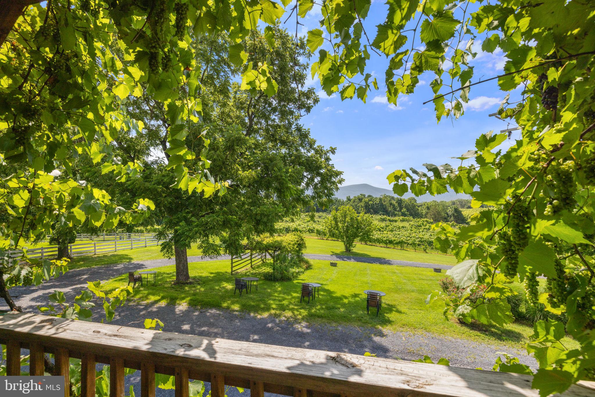 3659 South Ox Road Edinburg, VA 22824 - Photo 22 of 66 Sip, savor, and soak in the scenery