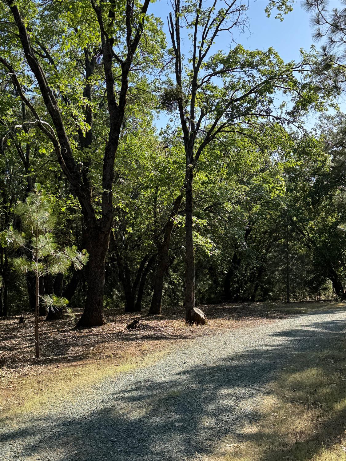 14577 Andrews Road Pine Grove, CA 95665 - Photo 2 of 37 a view of a yard with a large trees