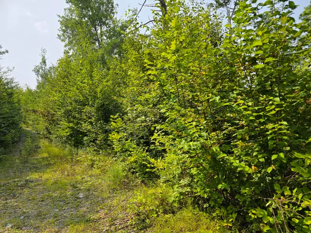 $39,000 | Lot7 Lot7 Bear Brook, Sebec, ME 04481