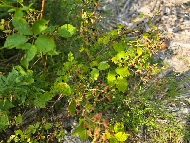 $39,000 | Lot7 Lot7 Bear Brook, Sebec, ME 04481