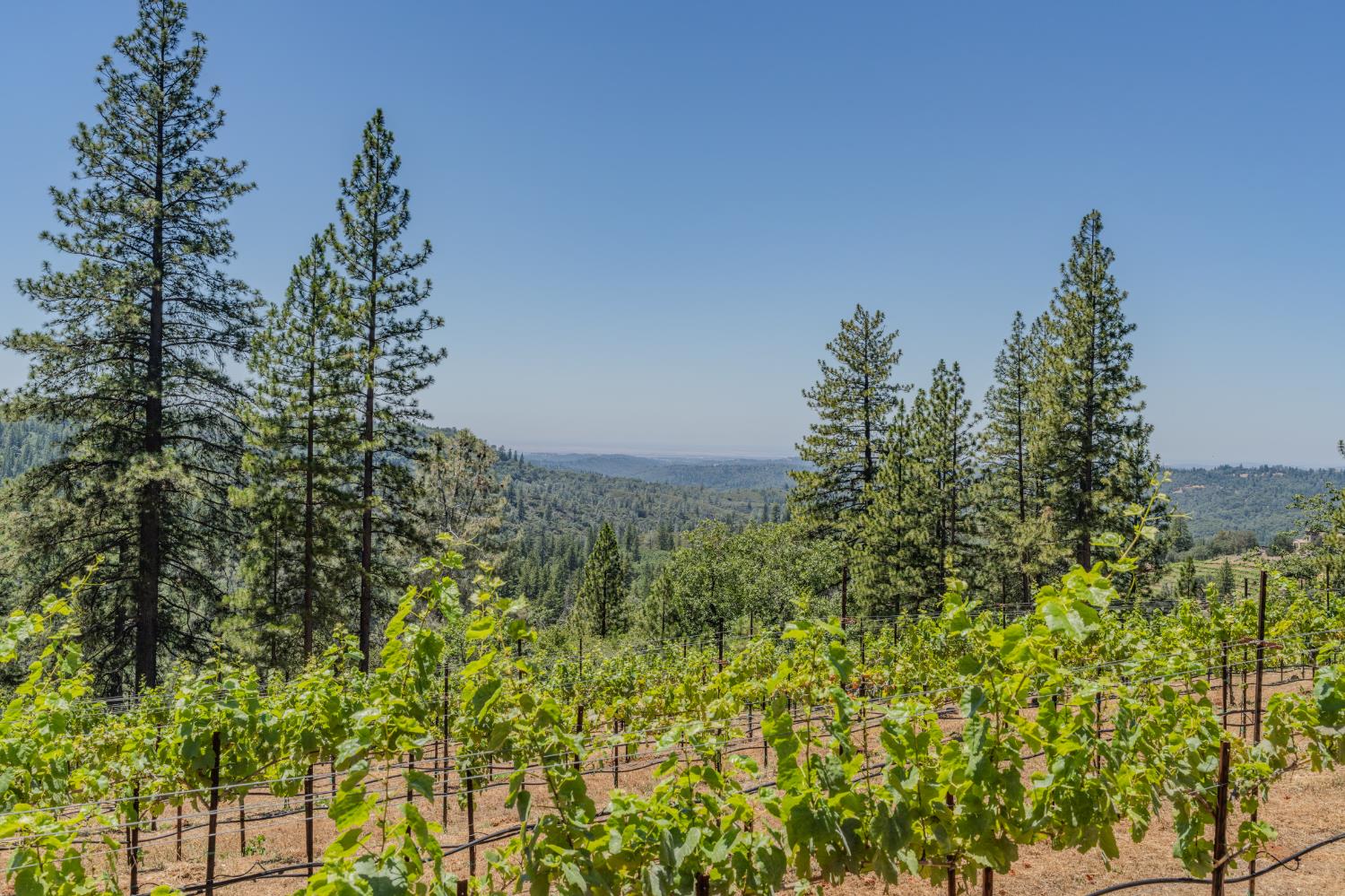 18591 Ponderosa Hills Road Volcano, CA 95689 - Photo 17 of 92