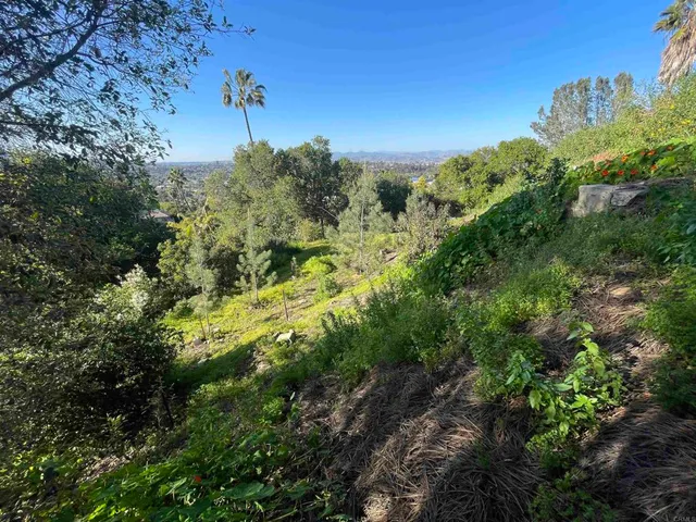 a view of a pathway with a tree