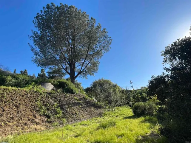 a view of a tree in a yard