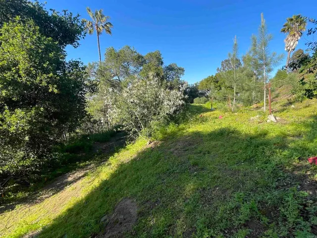 a view of a yard with plants and a large tree
