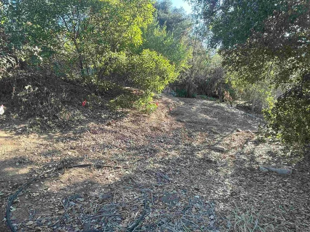 a view of a forest with trees in the background