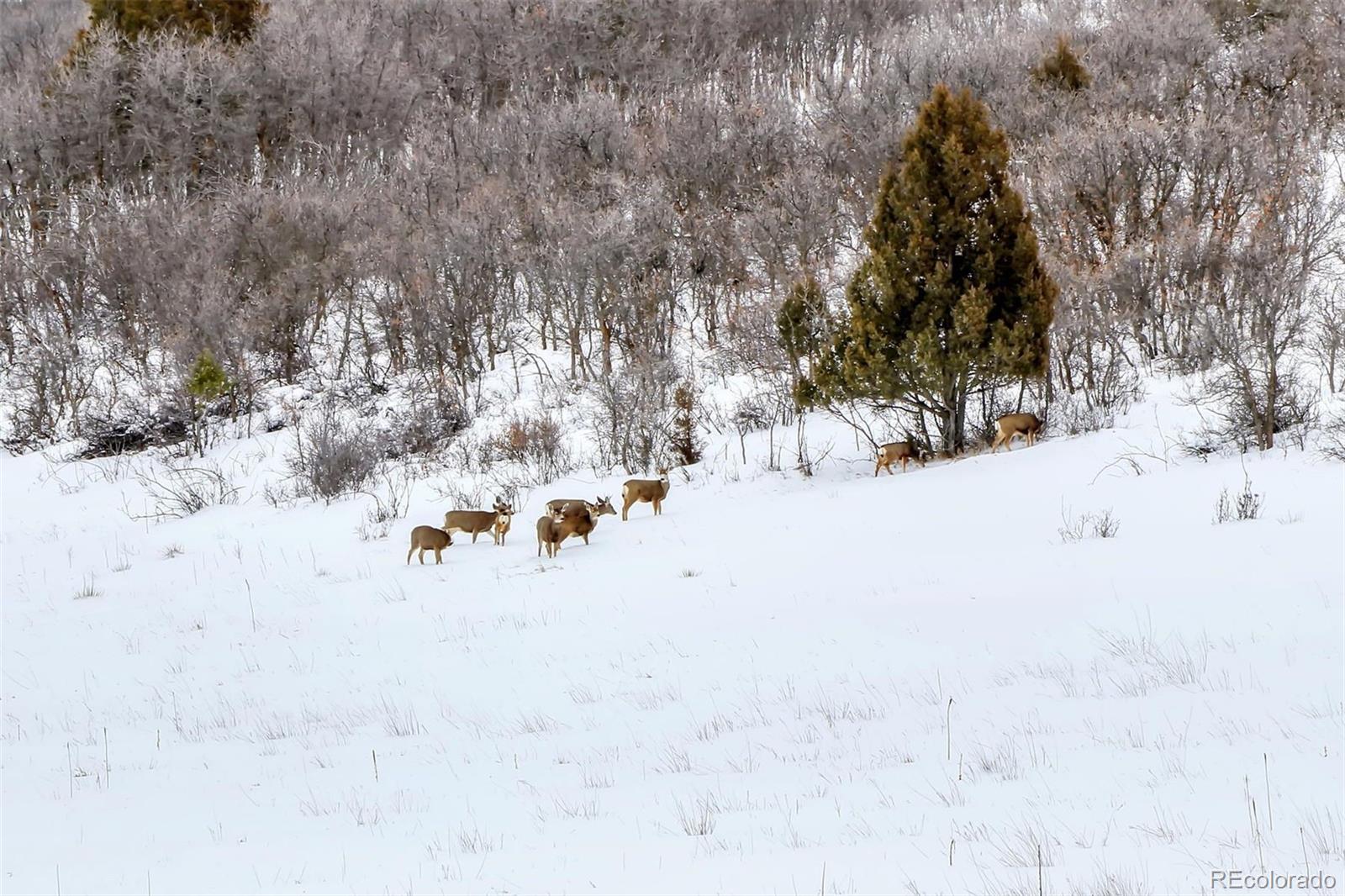 0 Echo Valley Road Larkspur, CO 80118 - Photo 23 of 46