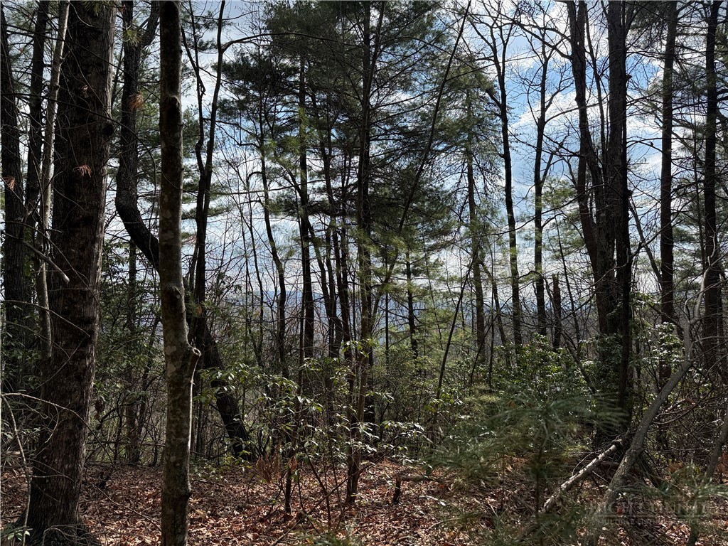 a view of forest