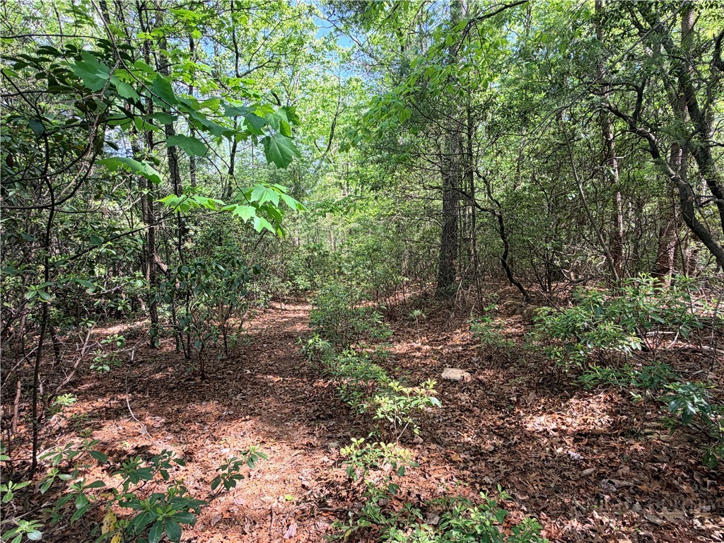 51-52a Staghorn Road Purlear, NC 28665 - Photo 11 of 50 a view of a forest with trees in the background