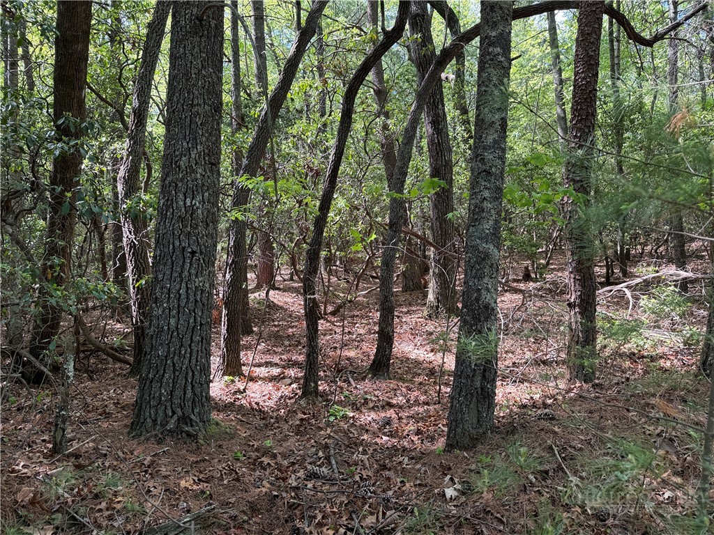 51-52a Staghorn Road Purlear, NC 28665 - Photo 15 of 50 a view of a forest filled with trees