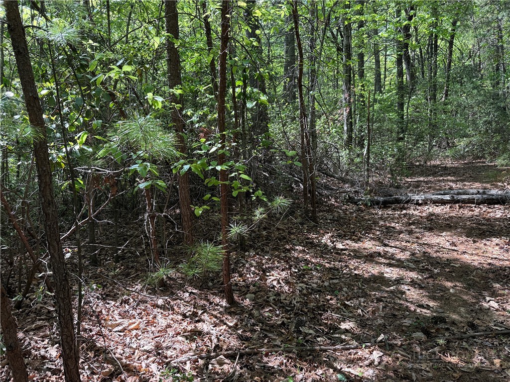 51-52a Staghorn Road Purlear, NC 28665 - Photo 18 of 50 a view of a forest with trees in the background