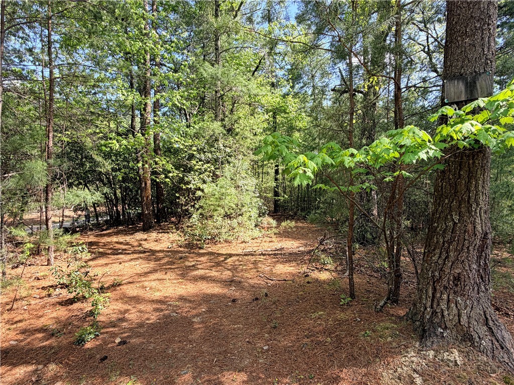 51-52a Staghorn Road Purlear, NC 28665 - Photo 4 of 50 a view of a yard with plants and trees