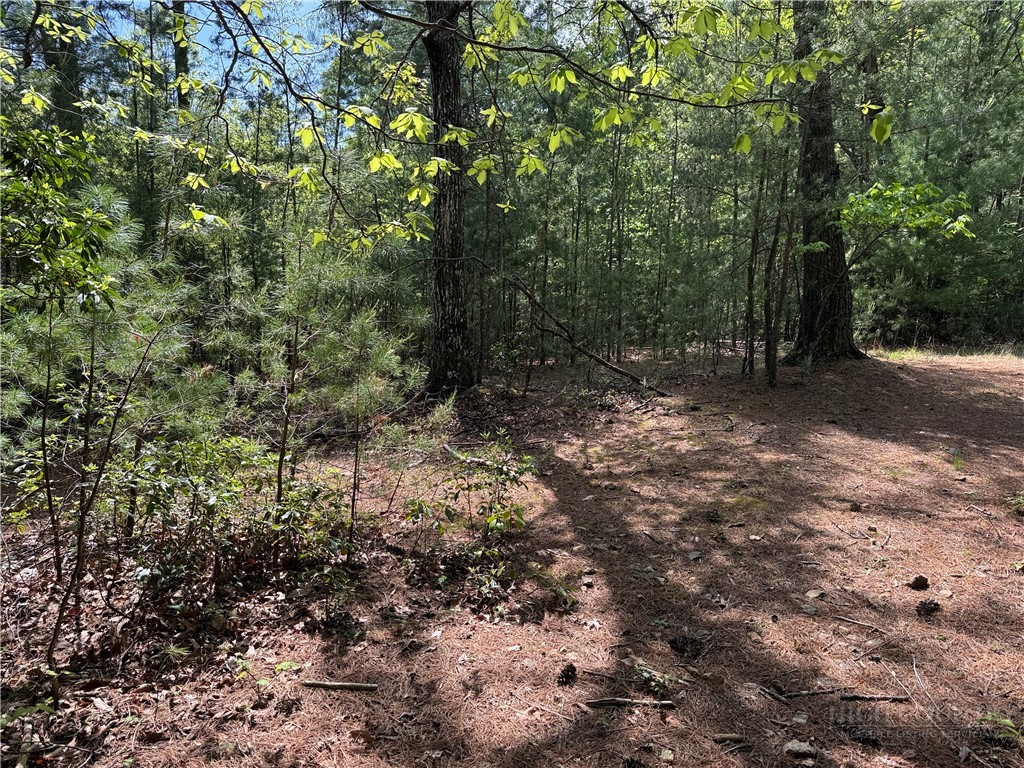 51-52a Staghorn Road Purlear, NC 28665 - Photo 5 of 50 a view of a forest with trees in the background