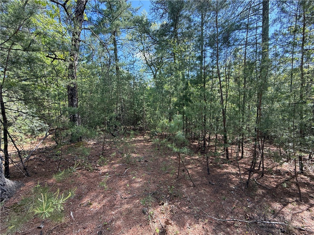 51-52a Staghorn Road Purlear, NC 28665 - Photo 6 of 50 a view of a forest with trees in the background