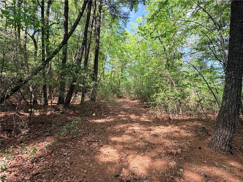 51-52a Staghorn Road Purlear, NC 28665 - Photo 10 of 50 a view of a forest